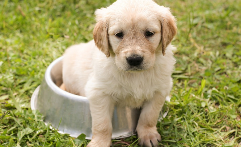 10 Races Canines Dont Les Chiots Sont Les Plus Mignons