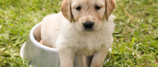 Illustration : "10 races canines dont les chiots sont les plus mignons"