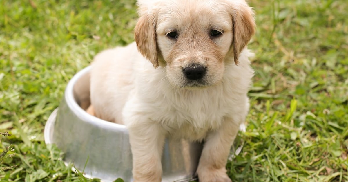 10 Races Canines Dont Les Chiots Sont Les Plus Mignons 10 Races Canines Dont Les Chiots Sont Les Plus Mignons