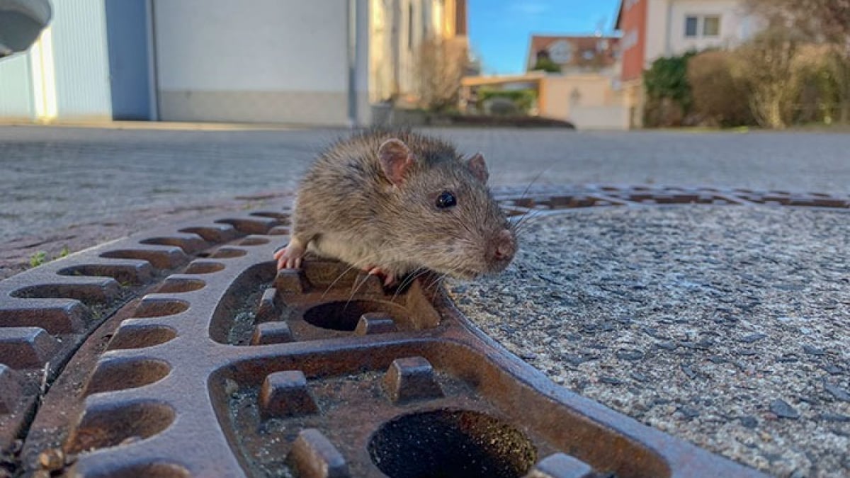 Illustration : "Coincé dans plaque d'égout un rat est sauvé par les pompiers"