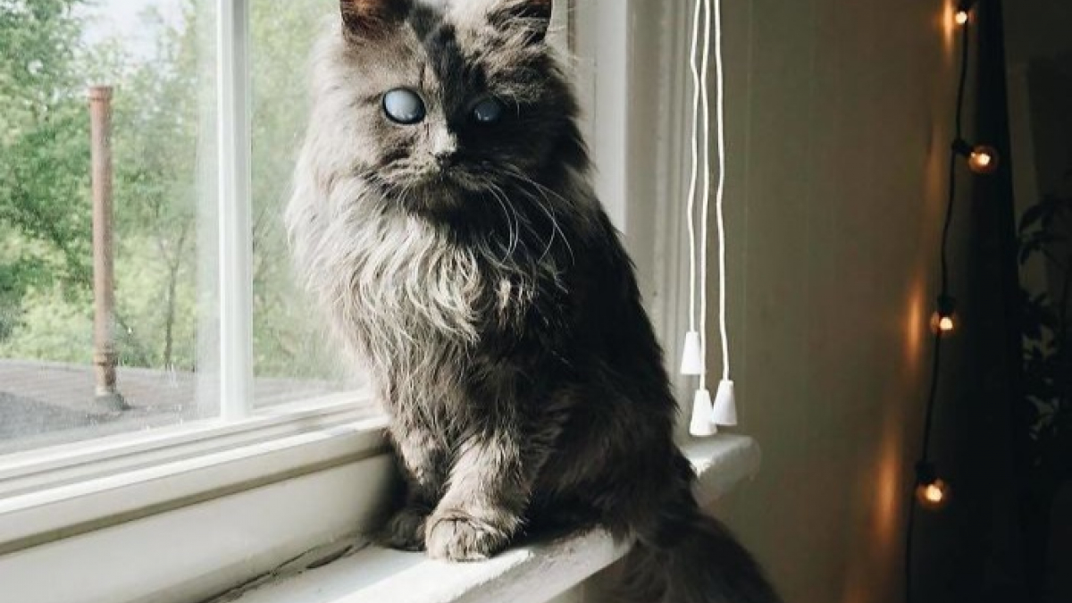 Illustration : "Ce magnifique chat aveugle a des dizaines de milliers d'abonnés sur Instagram"