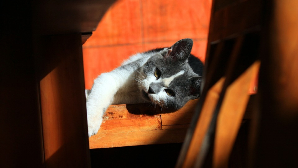 Illustration : "Un refuge d'Antibes prend soin des chats sauvés à Biot. Le procès aura lieu demain"