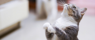 Illustration : "L'intelligence du chat"