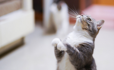 Illustration : "L'intelligence du chat"