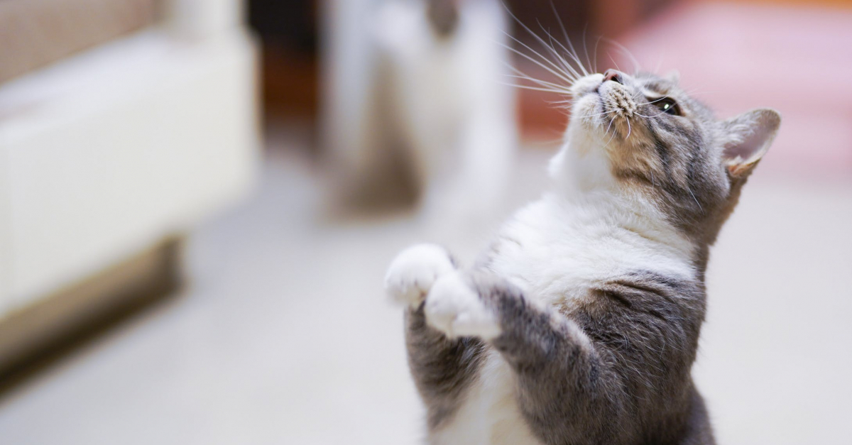 L Intelligence Du Chat Qu Est Ce Que C Est Et Comment La Stimuler L Intelligence Du Chat Qu Est Ce Que C Est Et Comment La Stimuler