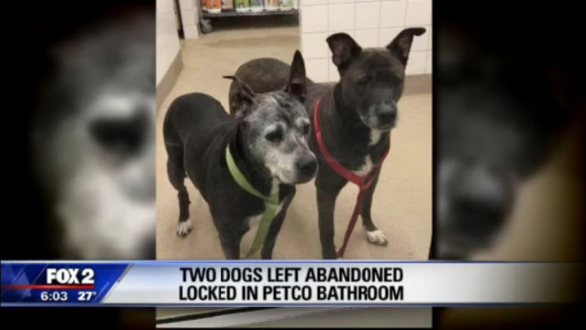 Illustration : "Deux chiennes abandonnées, enfermées dans les WC d’une animalerie"