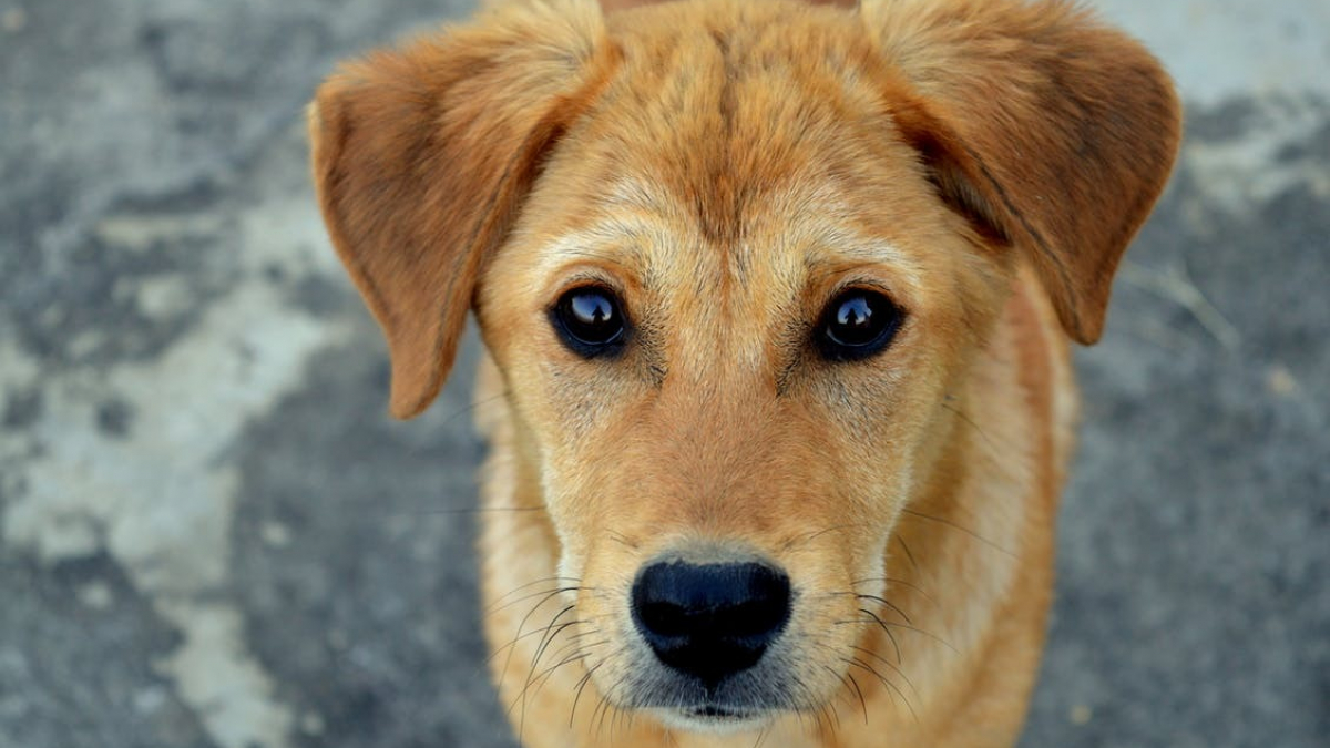 Illustration : "7 raisons pour lesquelles les chiens croisés méritent aussi votre amour"