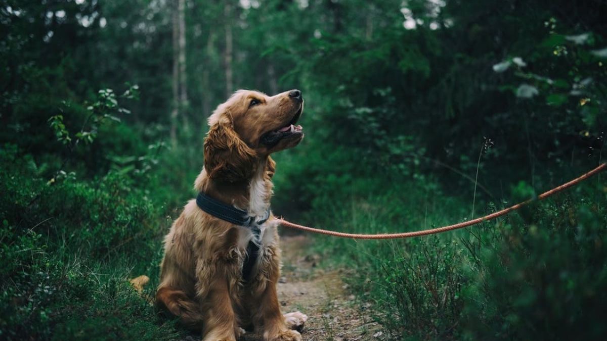 Illustration : "5 signes qui devraient vous pousser à changer de dogsitter "