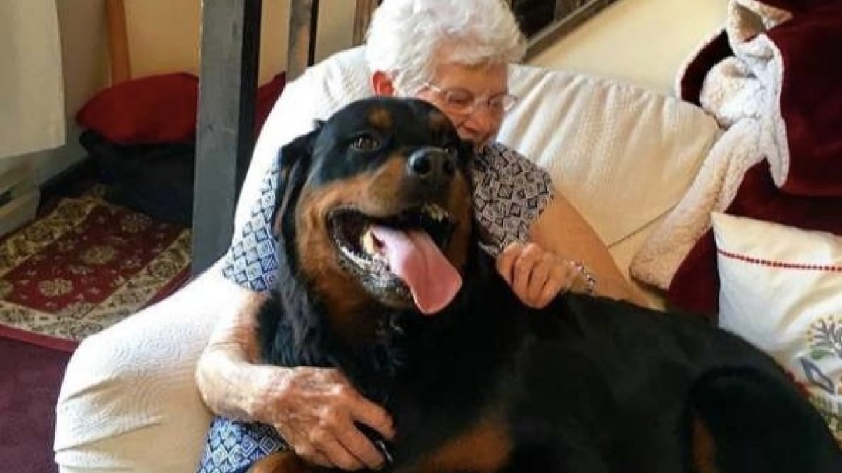 Illustration : "Plus habituée aux petits chiens, cette mamie est tombée sous le charme d'un Rottweiler"