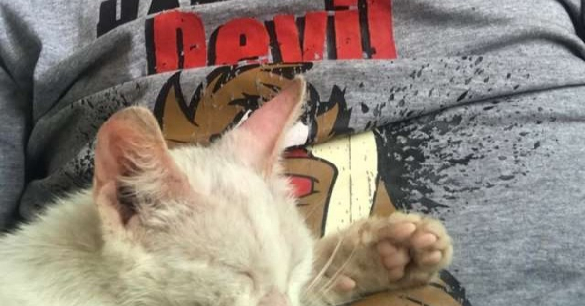 Il Se Reveille De Sa Sieste Et Decouvre Un Chat Endormi Sur Son Ventre Il Se Reveille De Sa Sieste Et Decouvre Un Chat Endormi Sur Son Ventre
