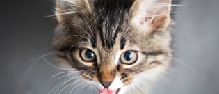 Illustration : "Les miaulements du chat"