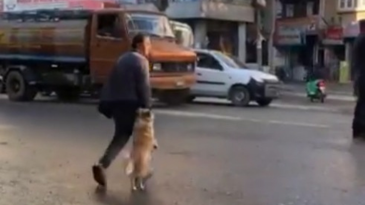 Illustration : "Pour traverser en sécurité la rue avec son maître, ce chien n'hésite pas à lui tenir la main ! (Vidéo)"
