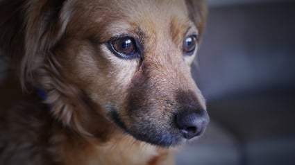 Illustration : Un homme interpellé par la police après avoir battu son chien dans la rue