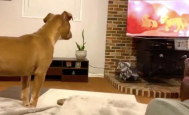 Illustration : "Sensible, ce chien ne peut cacher sa tristesse devant la mort de Mufasa dans Le Roi Lion"