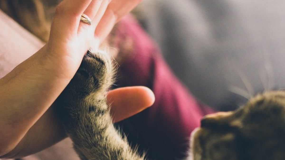 Le chat et l'arrivée d'un bébé : nos conseils pour tout préparer !