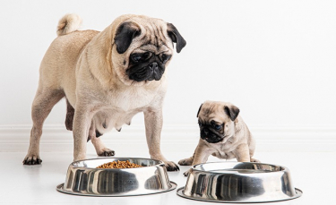 Illustration : "Quelles sont les allergies alimentaires du chien ?"