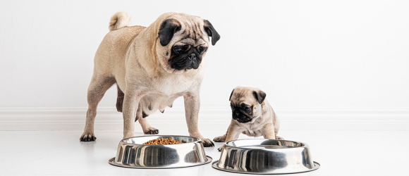 Illustration : "Quelles sont les allergies alimentaires du chien ?"