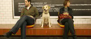 Illustration : "Comment voyager avec son chien dans les transports en commun ?"
