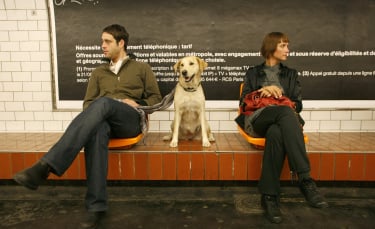 Illustration : "Comment voyager avec son chien dans les transports en commun ?"