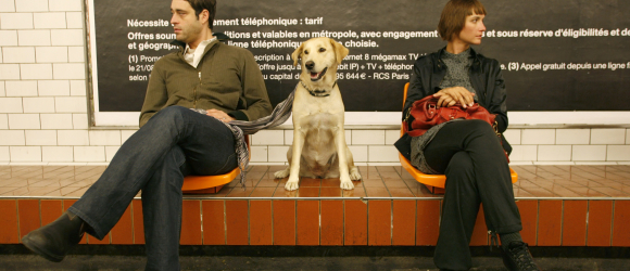 Illustration : "Comment voyager avec son chien dans les transports en commun ?"