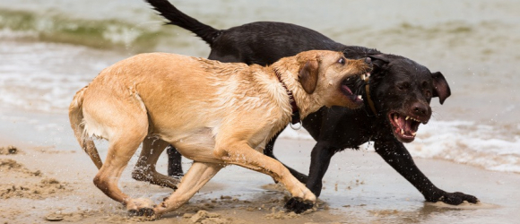 Illustration : "La réglementation pour les chiens dits