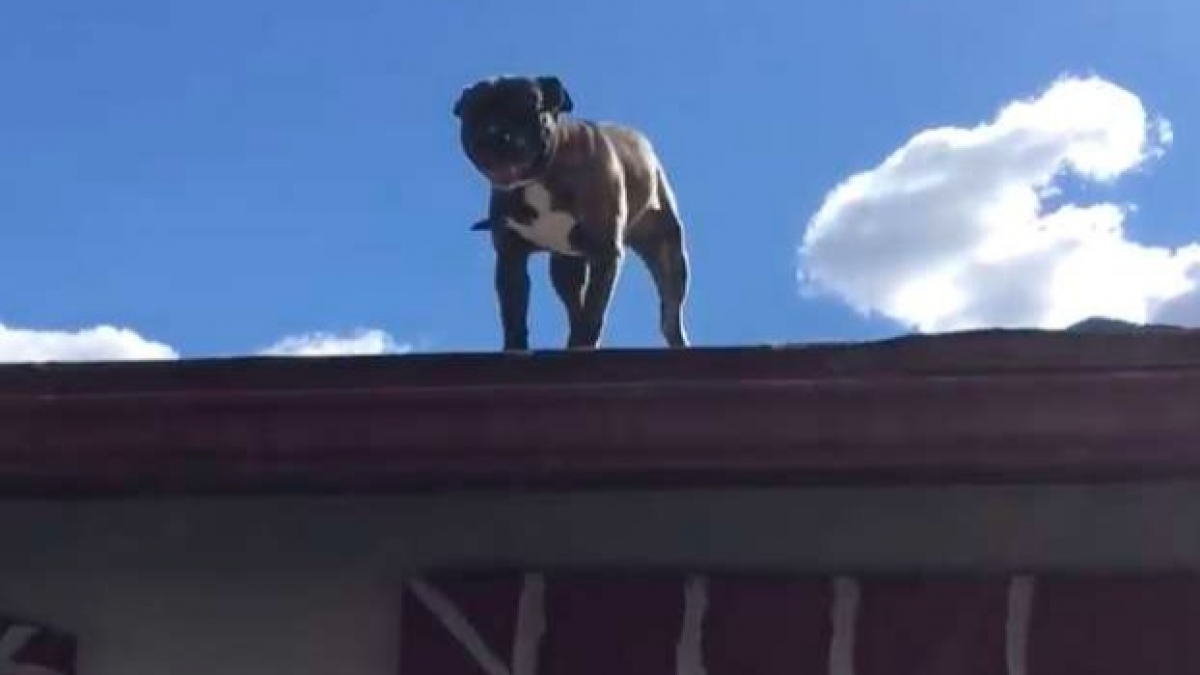 Illustration : "(Vidéo) Coincé sur le toit d'une maison, ce chien ne peut contenir sa joie lorsqu'il aperçoit les secours"