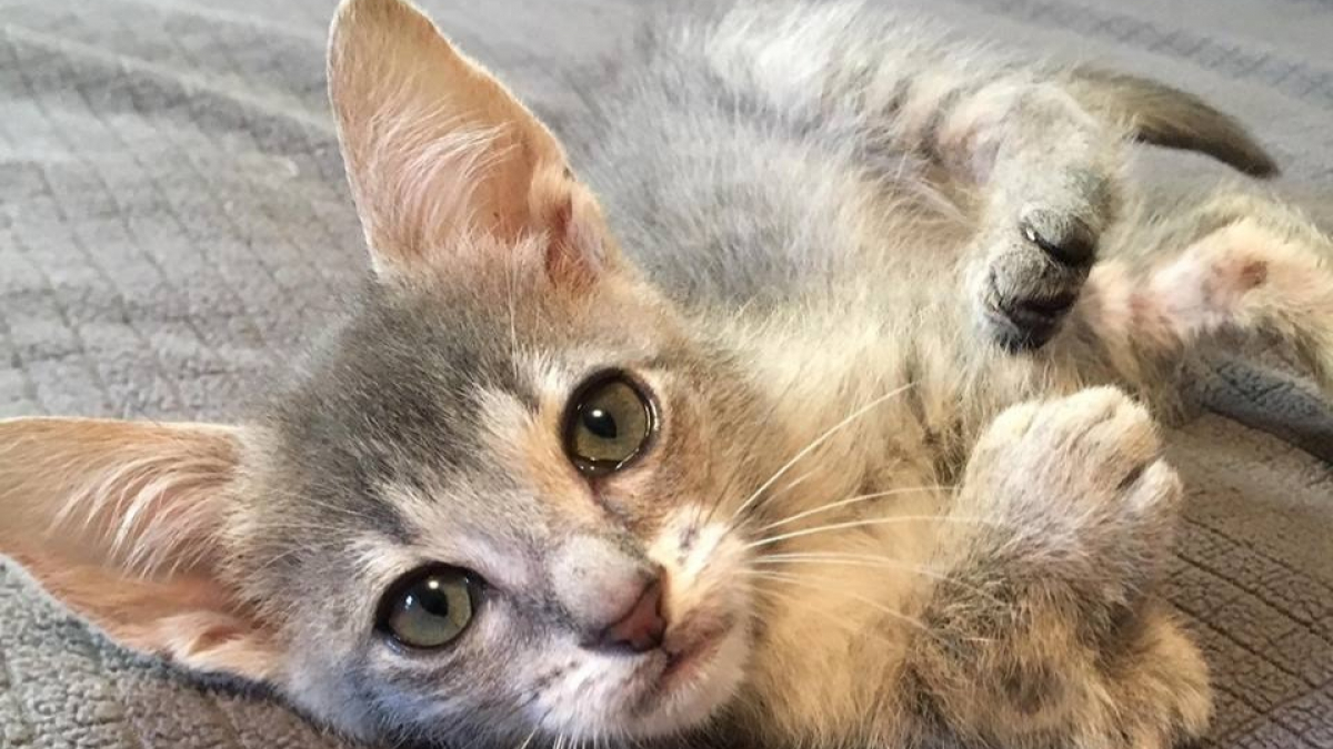 Illustration : "Handicapé, ce chaton aux pattes croisées a désormais une famille qui le soutient"