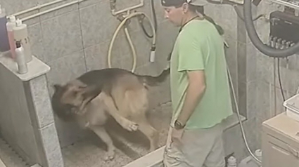 Illustration : Un toiletteur arrêté après avoir été filmé en train de violenter un chien d'assistance