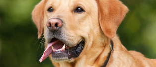 Illustration : "Quelles races de chien peuvent pratiquer le canicross "