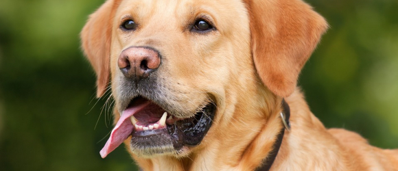 Illustration : "Quelles races de chien peuvent pratiquer le canicross "