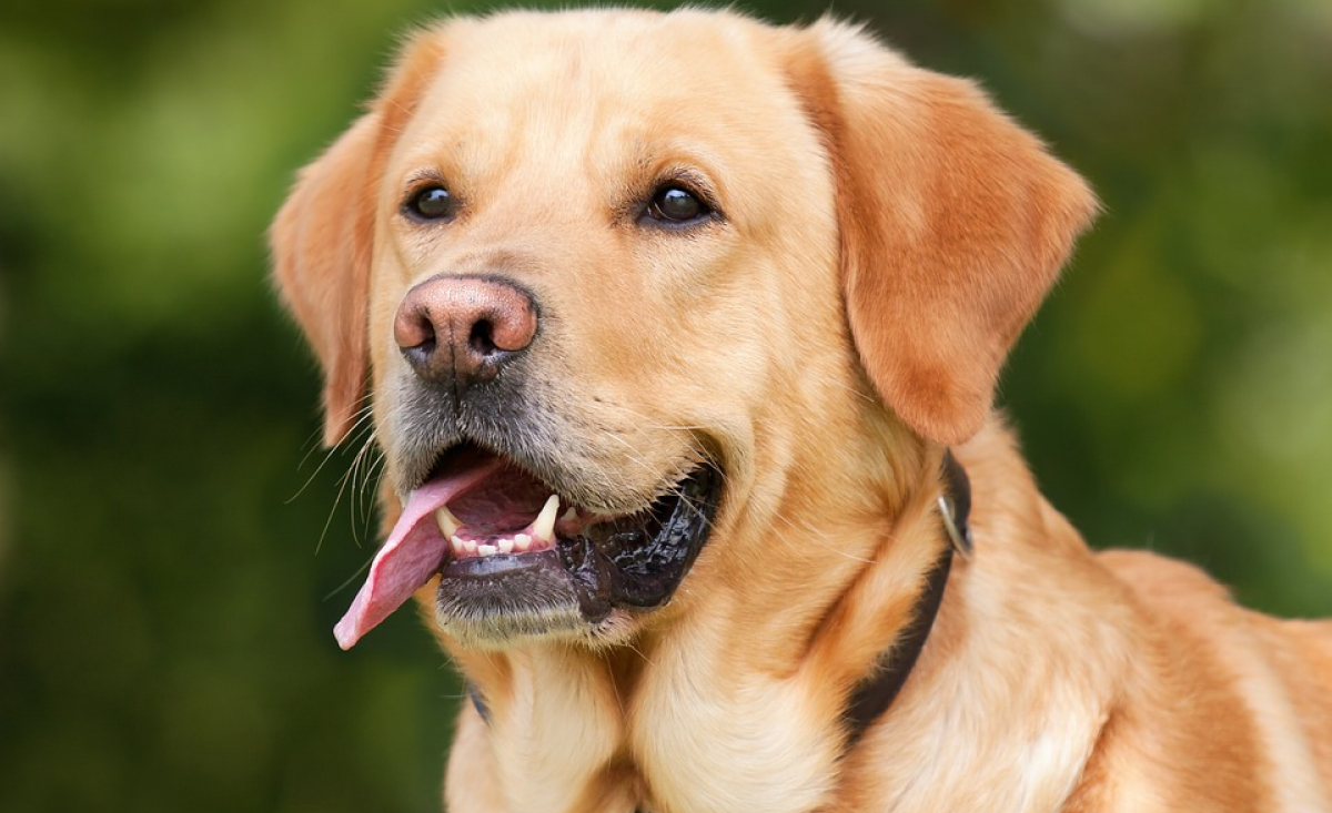 Illustration : "Quelles races de chien peuvent pratiquer le canicross "