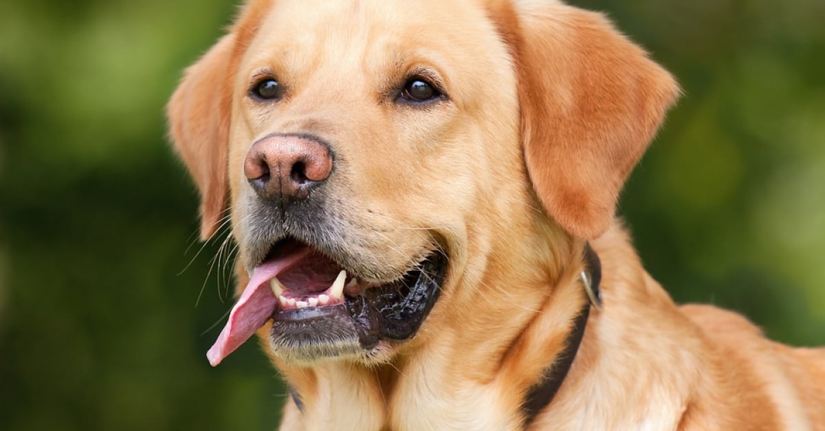 Connaitre La Race De Son Chien Quelles races de chien sont davantage prédisposées à la pratique du