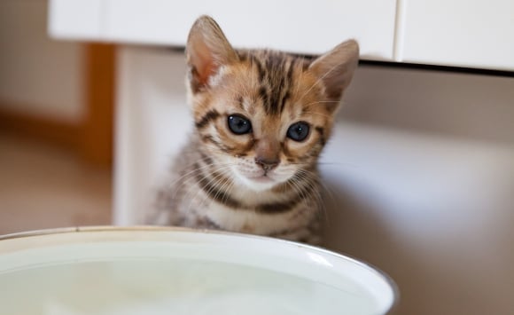 Faire Cohabiter Un Chat Avec Un Chaton Comment Reussir