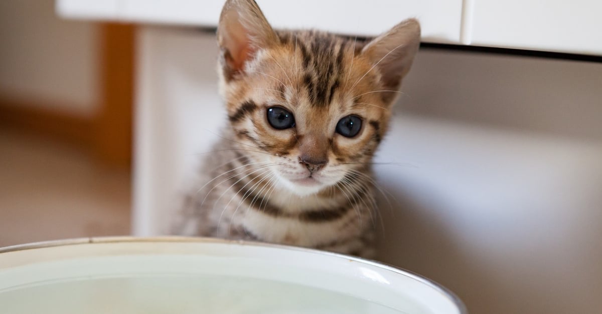 Faire Cohabiter Un Chat Avec Un Chaton Comment Reussir