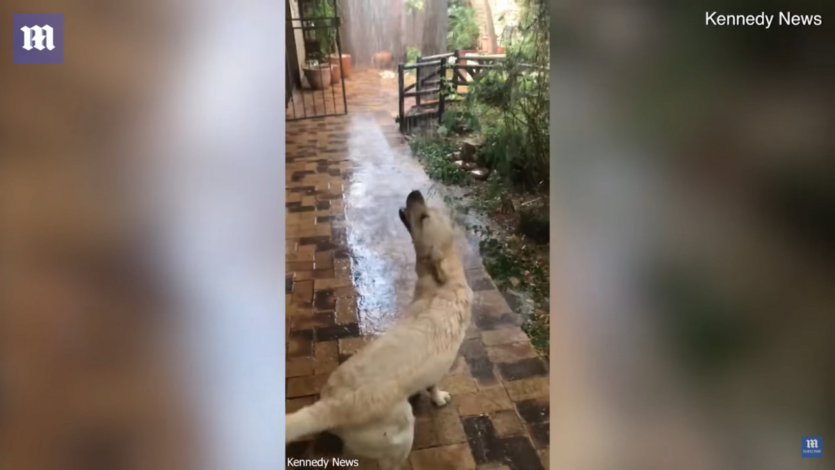 Illustration : "(Vidéo) L’incroyable réaction d’une chienne lorsqu'elle découvre la pluie pour la première fois ! "