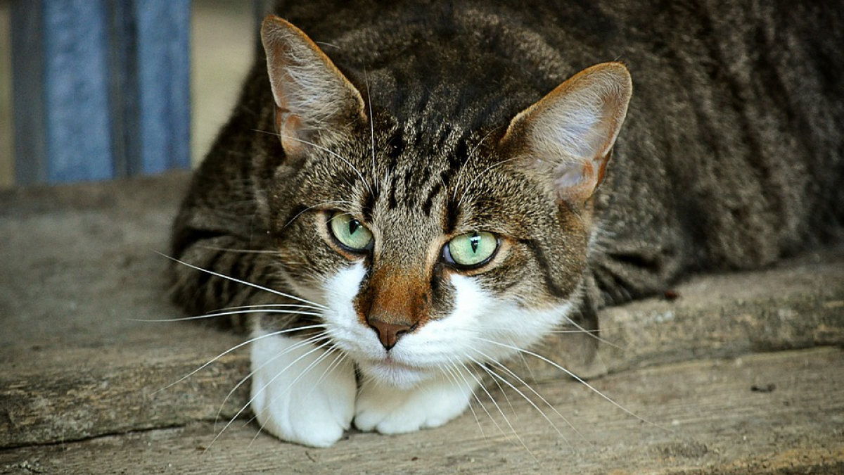 Illustration : "Les chats ont-ils un comportement de psychopathe ?"