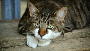 Illustration : Les chats ont-ils un comportement de psychopathe ?
