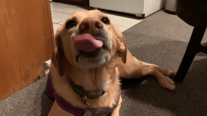 Illustration : L'incroyable réaction d'un chien qui entend son maître évoquer ses plats préférés