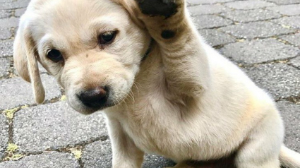Illustration : 6 photos d'animaux à l'âge tendre qui vous feront succomber