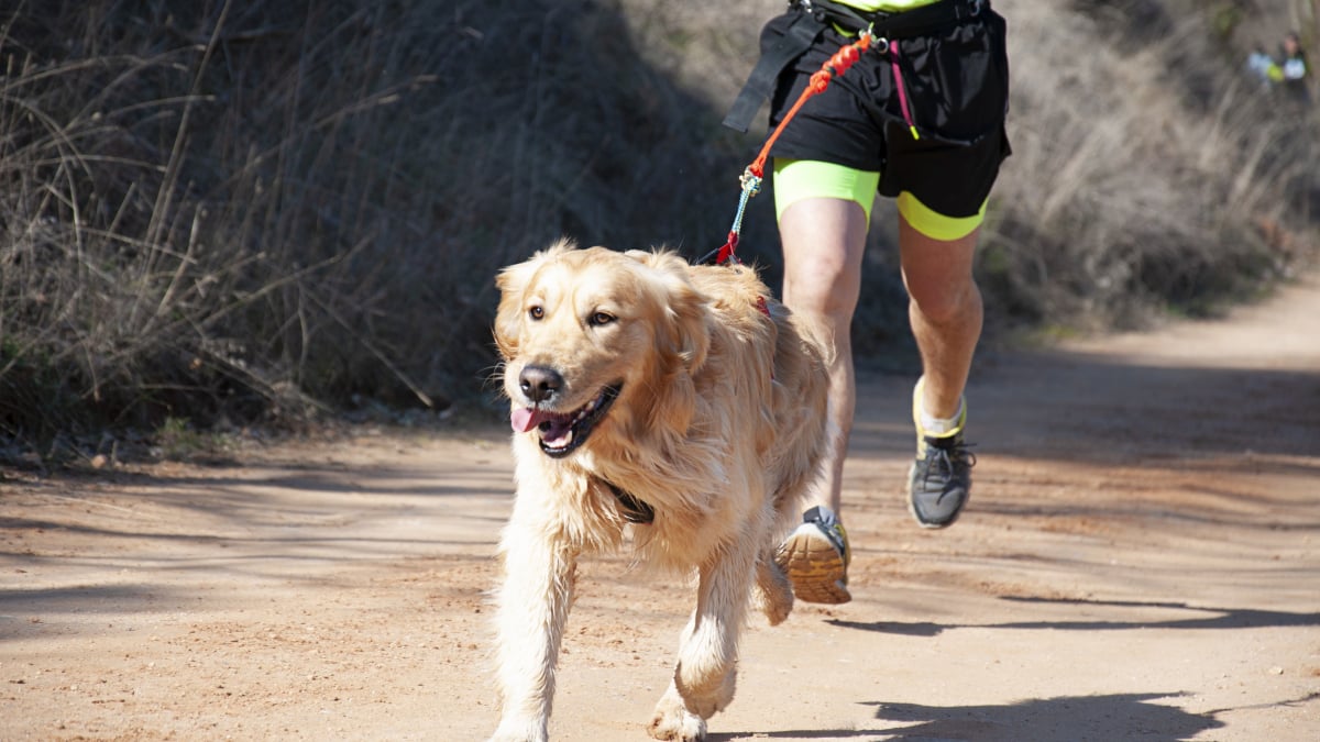 Tout sur le Canicross – Équipements, conseils et FAQ