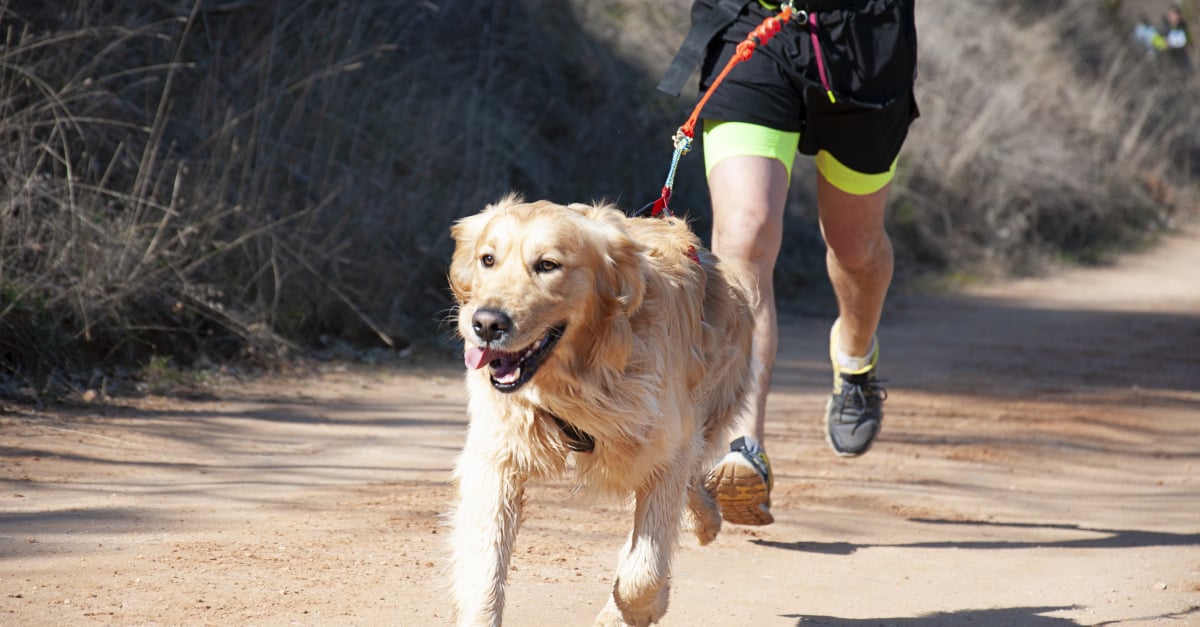 Canicross : le plaisir de courir avec son chien - Magazine zooplus Suisse
