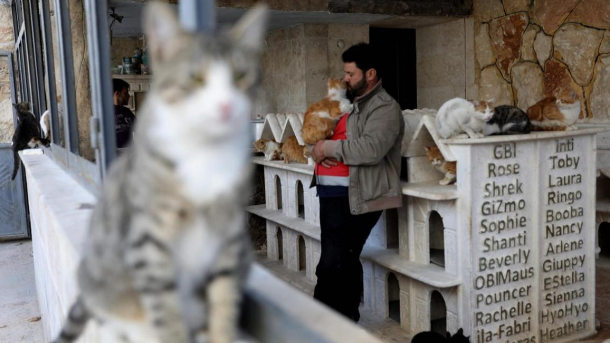 Illustration : "Ce Syrien consacre sa vie à sauver les chats victime de la guerre à Alep et leur construit un sanctuaire ! "