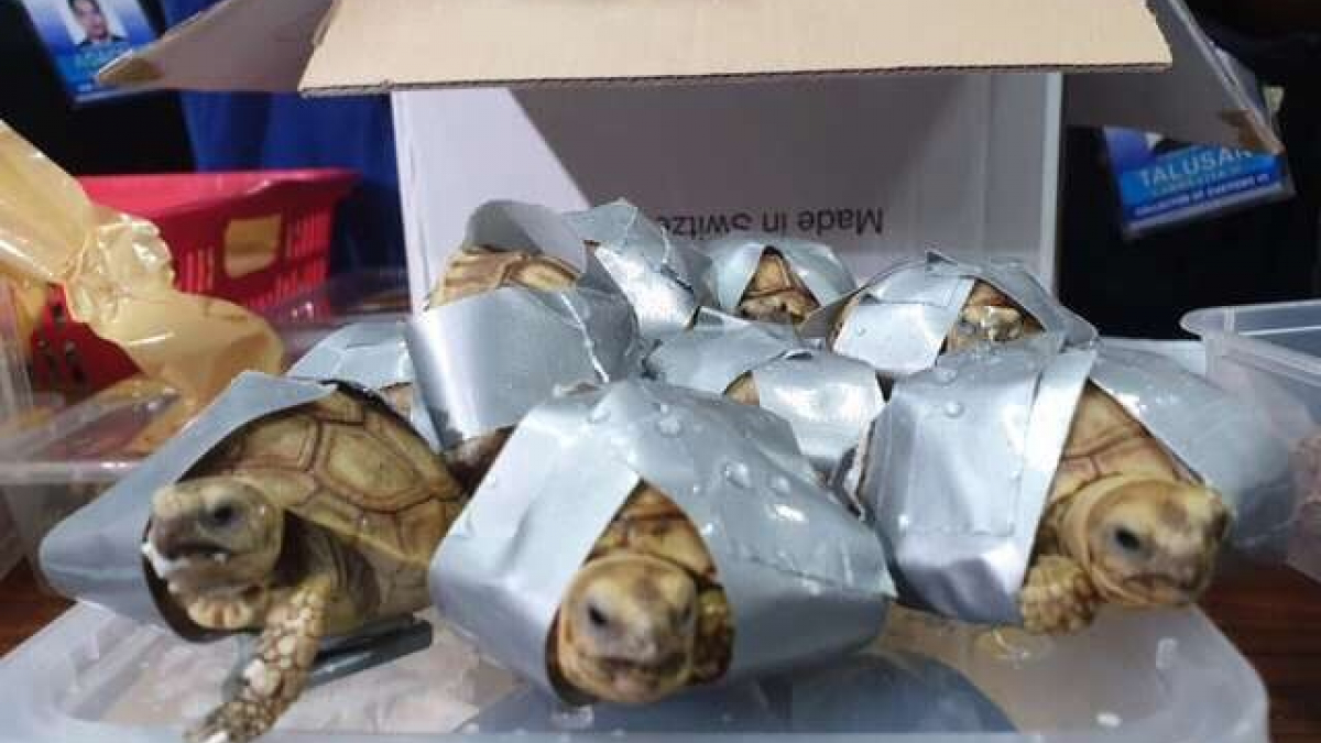 Illustration : "Plus de 1500 tortues entassées dans des bagages, sauvées dans un aéroport aux Philippines"