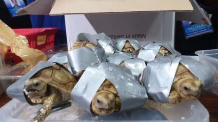 Illustration : Plus de 1500 tortues entassées dans des bagages, sauvées dans un aéroport aux Philippines