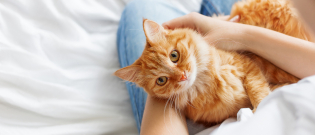 Illustration : "Adopter un chat mâle"