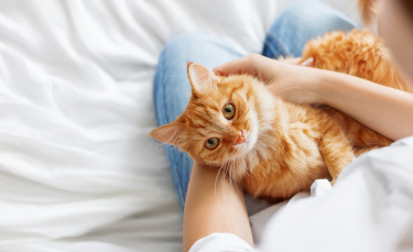 Illustration : "Adopter un chat mâle"