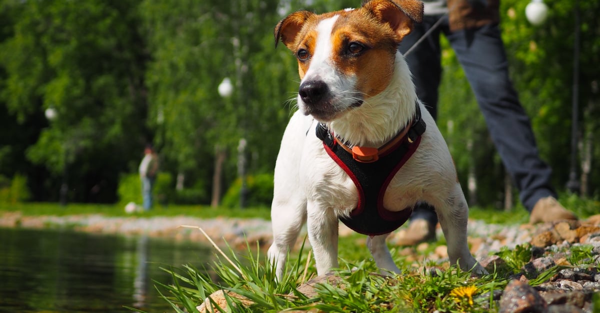 Baudrier canicross : mieux répartir les effets de traction de votre chien