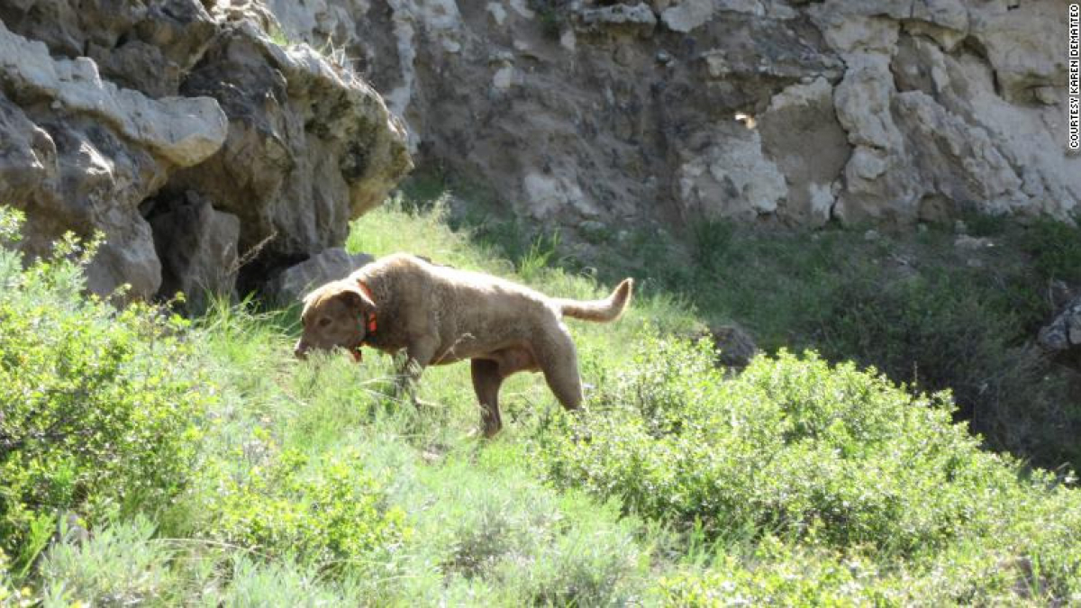 Illustration : "C'est en reniflant les déjections que ce chien sauve les espèces animales en voie de disparition !"