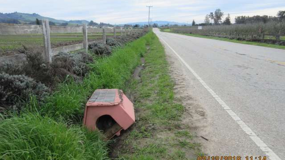 Illustration : "Un chien retrouvé dans sa niche rose… sur le bas-côté d’une route !"