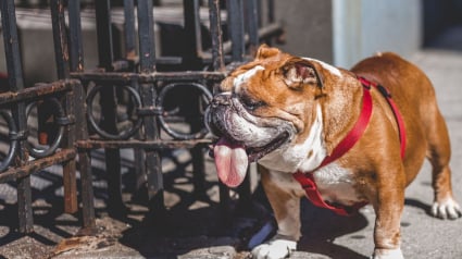 Illustration : 5 choses dont vous ne devez surtout pas priver votre chien lorsque vous le promenez